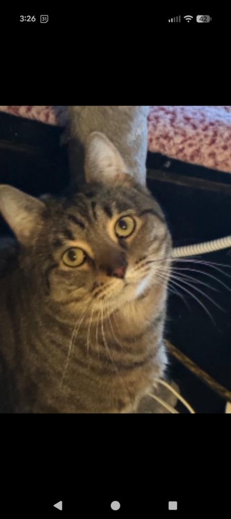 Sandman, Adoptable, Adult Male Domestic Short Hair.