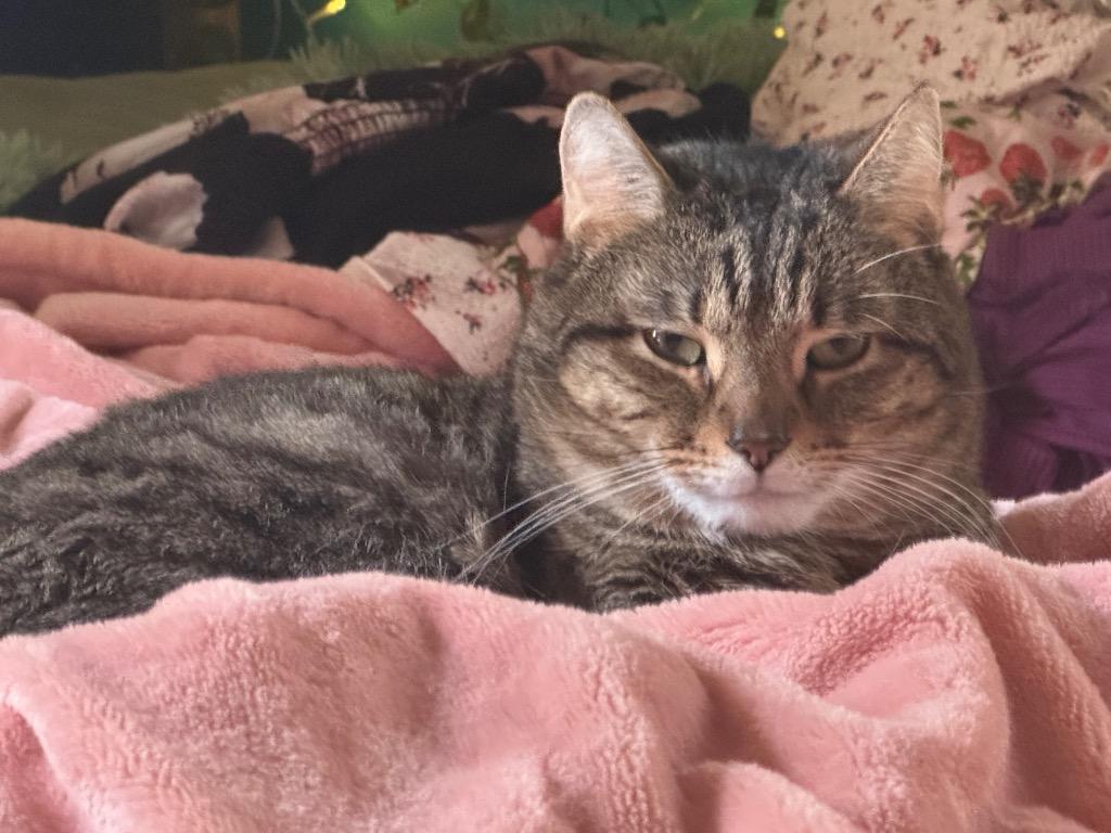 Enlarge Sandman, a Adoptable mixed breed in Hagaman, NY image 2/2