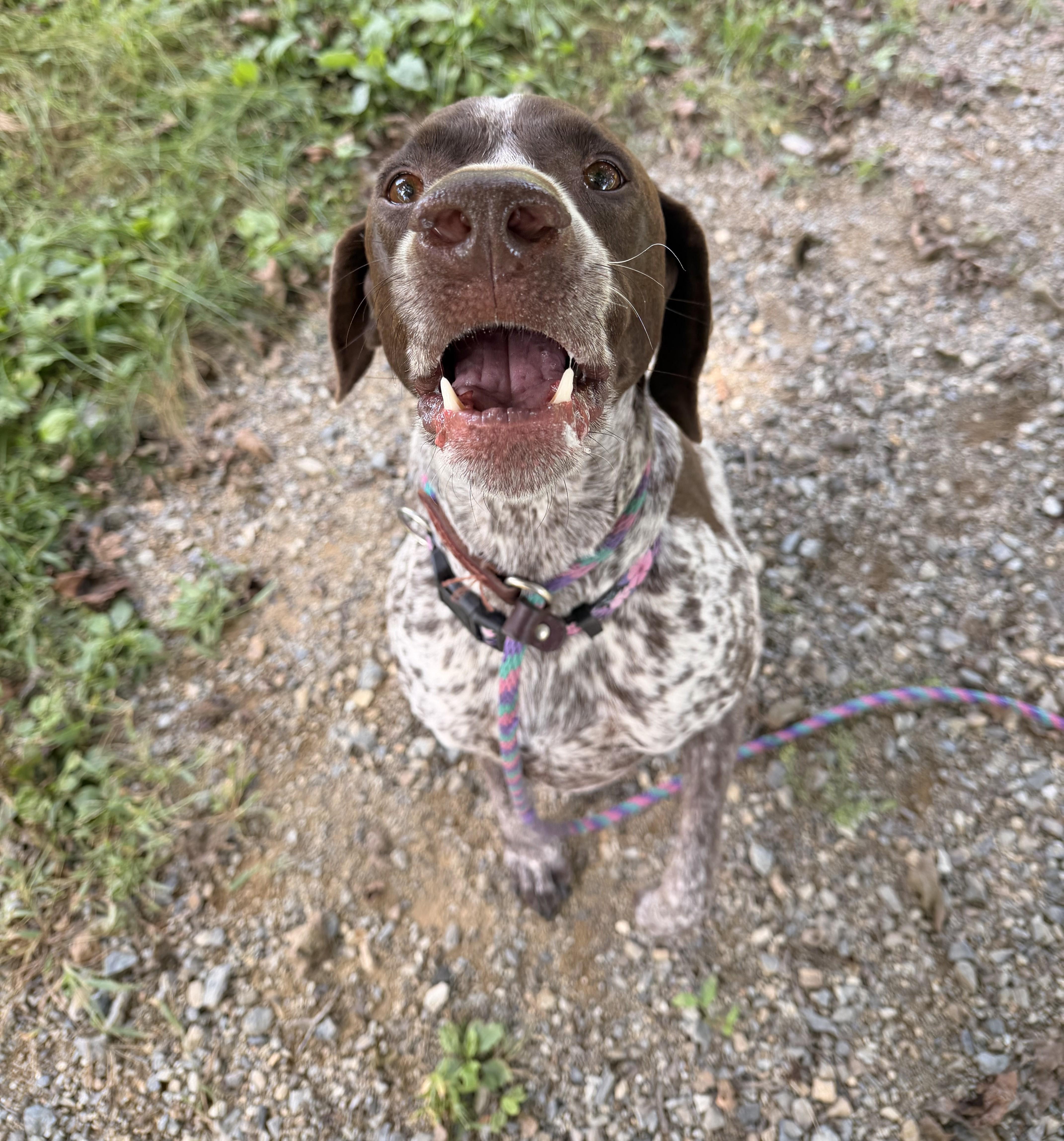 Enlarge Daisy, a Adoptable mixed breed in New Windsor, NY image 2/2