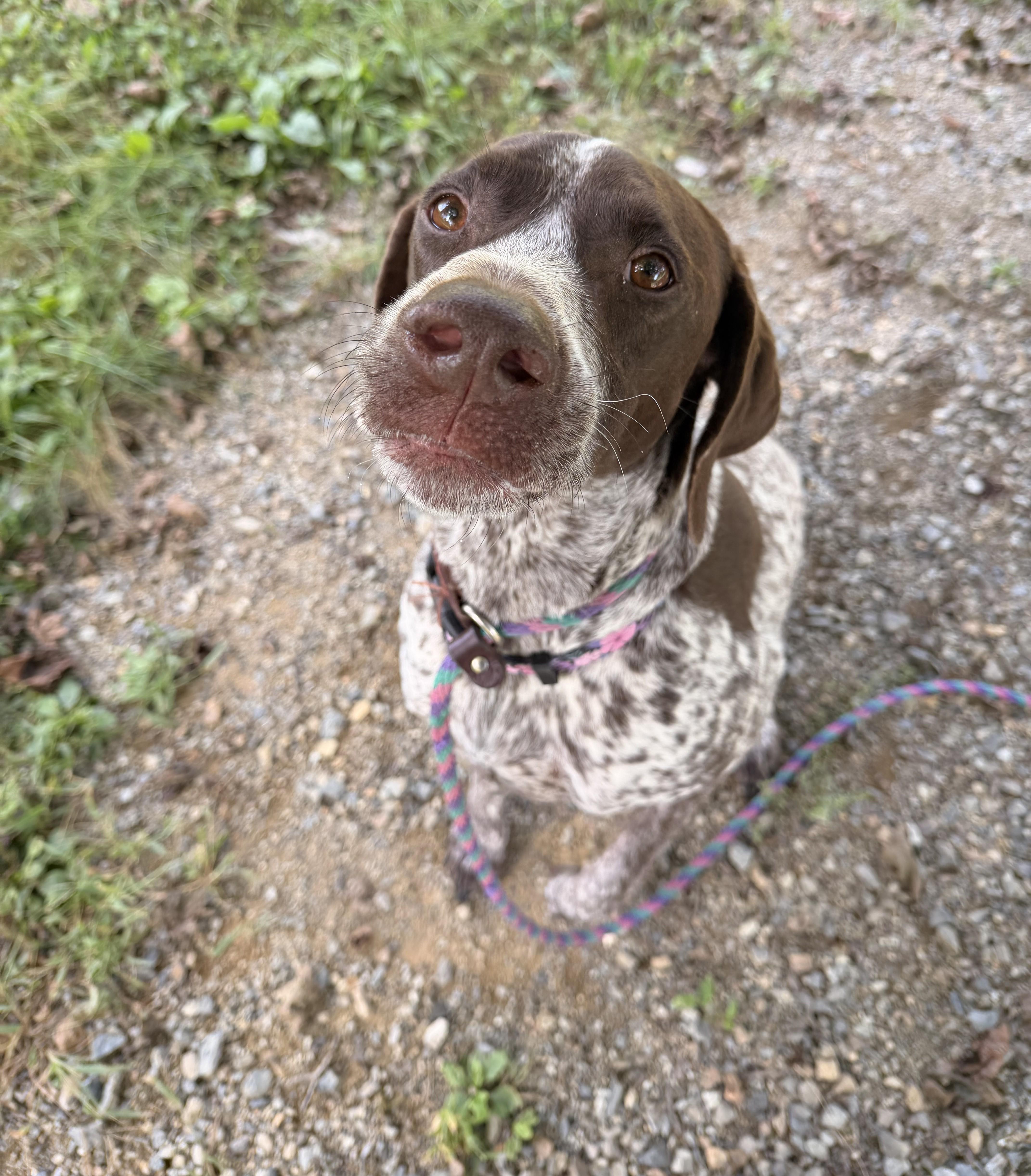 Daisy photo