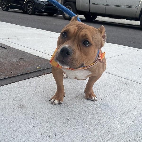 Enlarge Boba, an adopted mixed breed in Chester, PA image 2/5