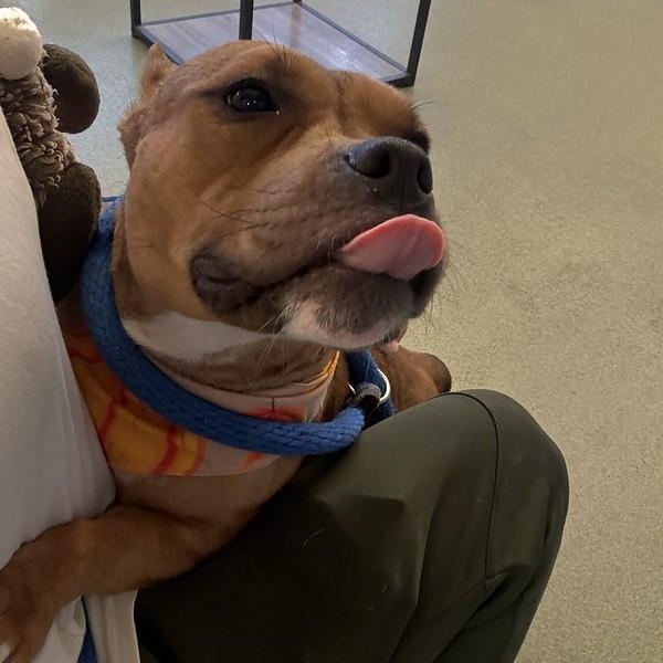 Enlarge Boba, an adopted mixed breed in Chester, PA image 3/5