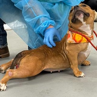 Enlarge Boba, an adopted mixed breed in Chester, PA image 4/5