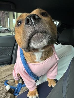 Enlarge Boba, an adopted mixed breed in Chester, PA image 5/5