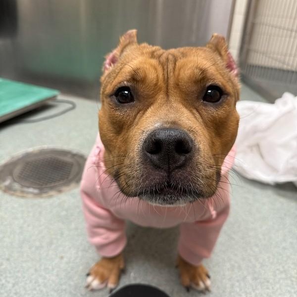 Boba, adopted, Young Female American Bully.