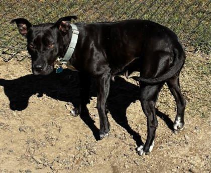 Miranda Lambert (HW+) @ Foster Home, Adoptable, Adult Female Terrier & Mixed Breed.