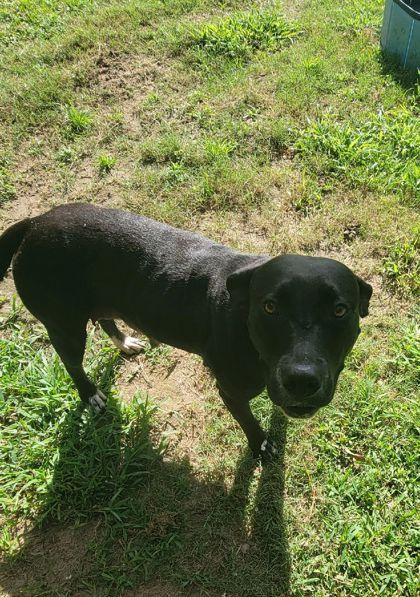 Enlarge Miranda Lambert (HW+) @ Foster Home, a Adoptable mixed breed in Conway, SC image 3/3