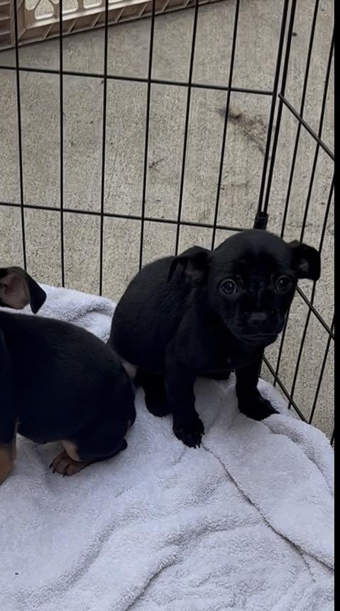Per, Adoptable, Puppy Male French Bulldog & Chihuahua.