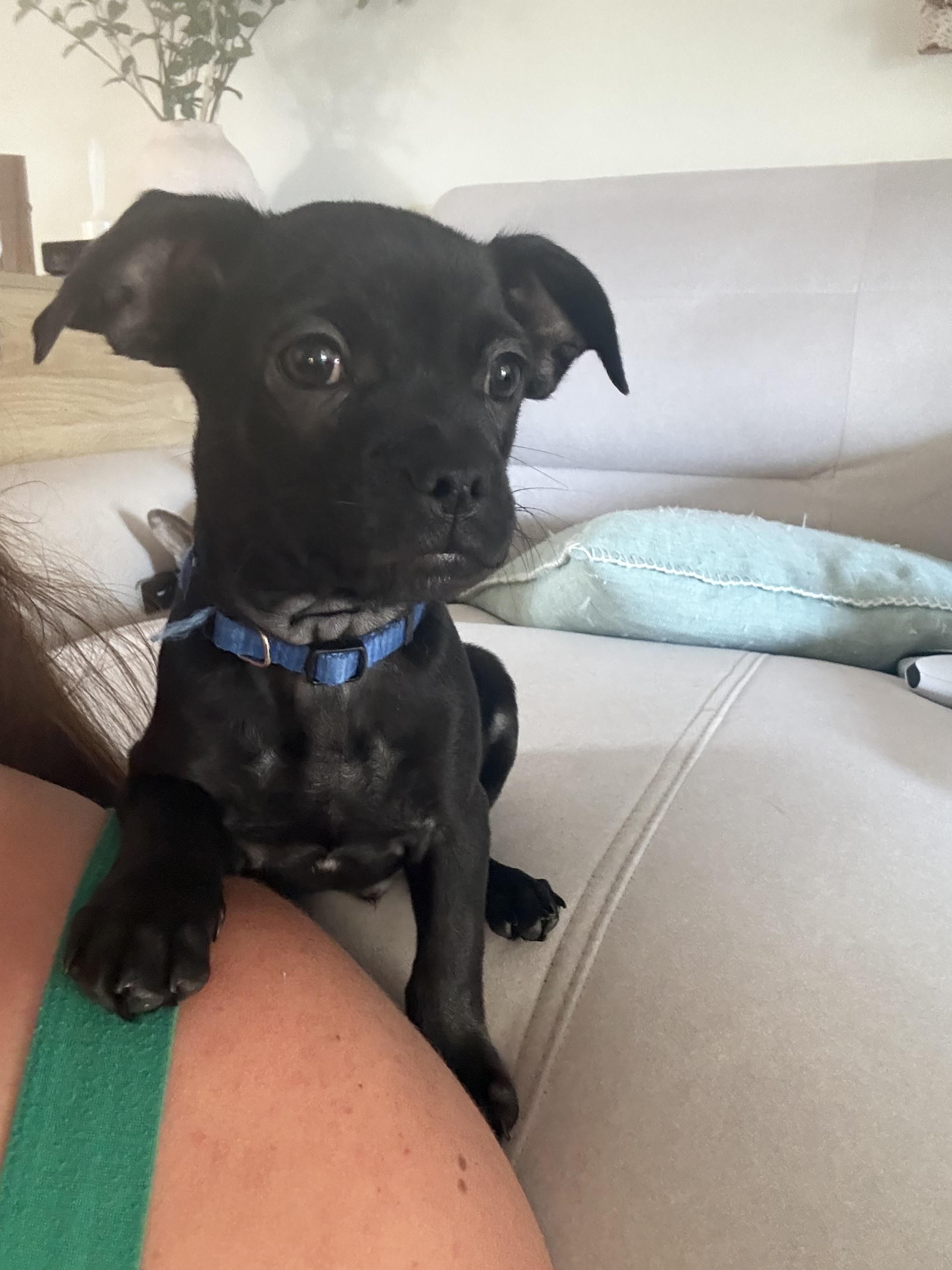 Enlarge Per, a Adoptable mixed breed in Discovery Bay, CA image 2/3