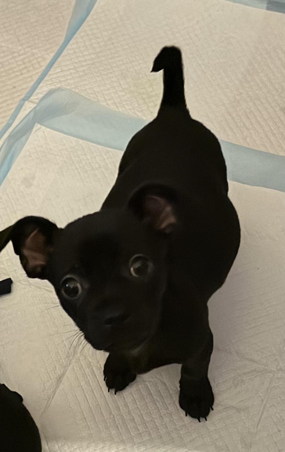 Enlarge Per, a Adoptable mixed breed in Discovery Bay, CA image 2/2