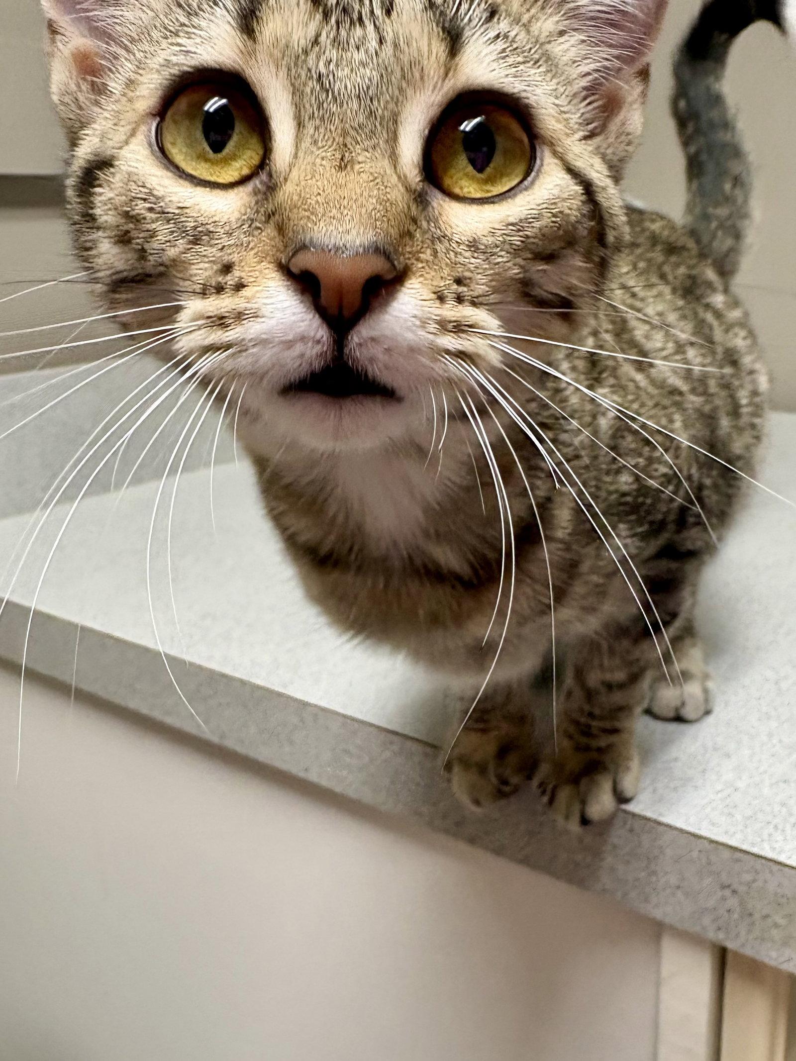 CAT - Blossom, Adoptable, Kitten Female Domestic Short Hair.