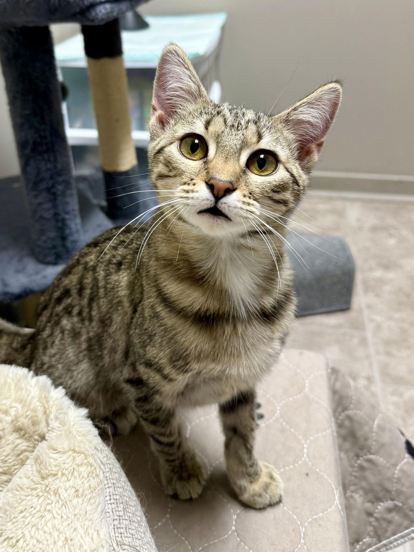 Enlarge CAT - Blossom, a Adopted Domestic Short Hair in GILBERTS, IL image 2/3