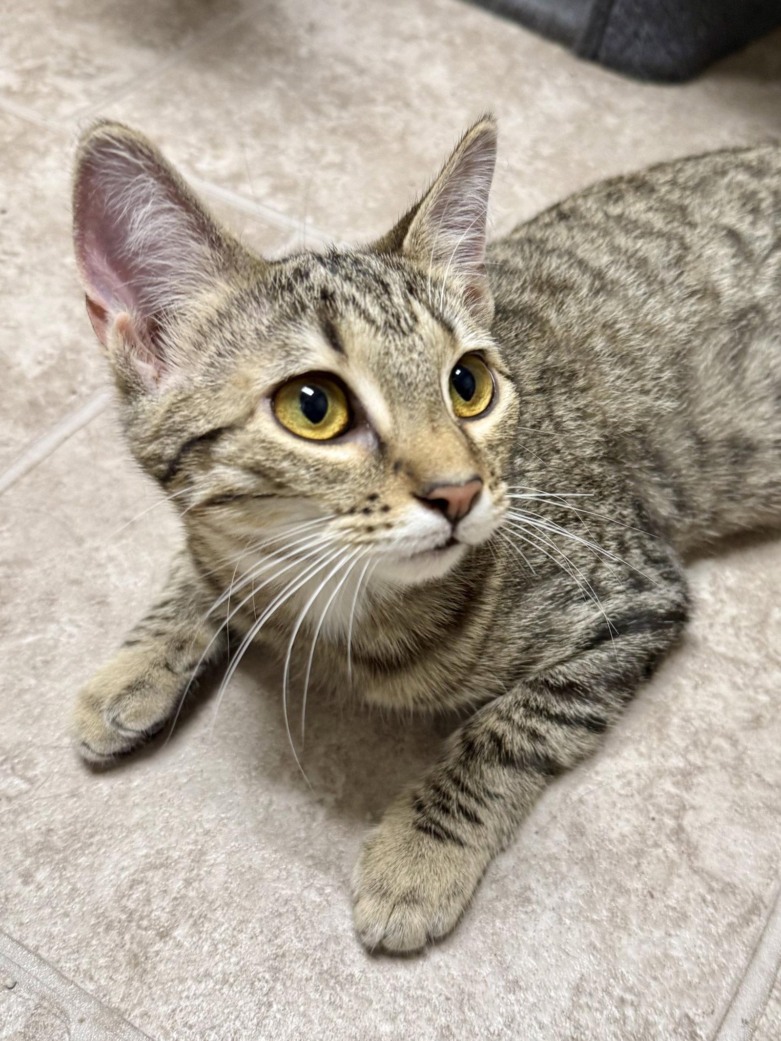 Enlarge CAT - Blossom, a Adopted Domestic Short Hair in GILBERTS, IL image 3/3