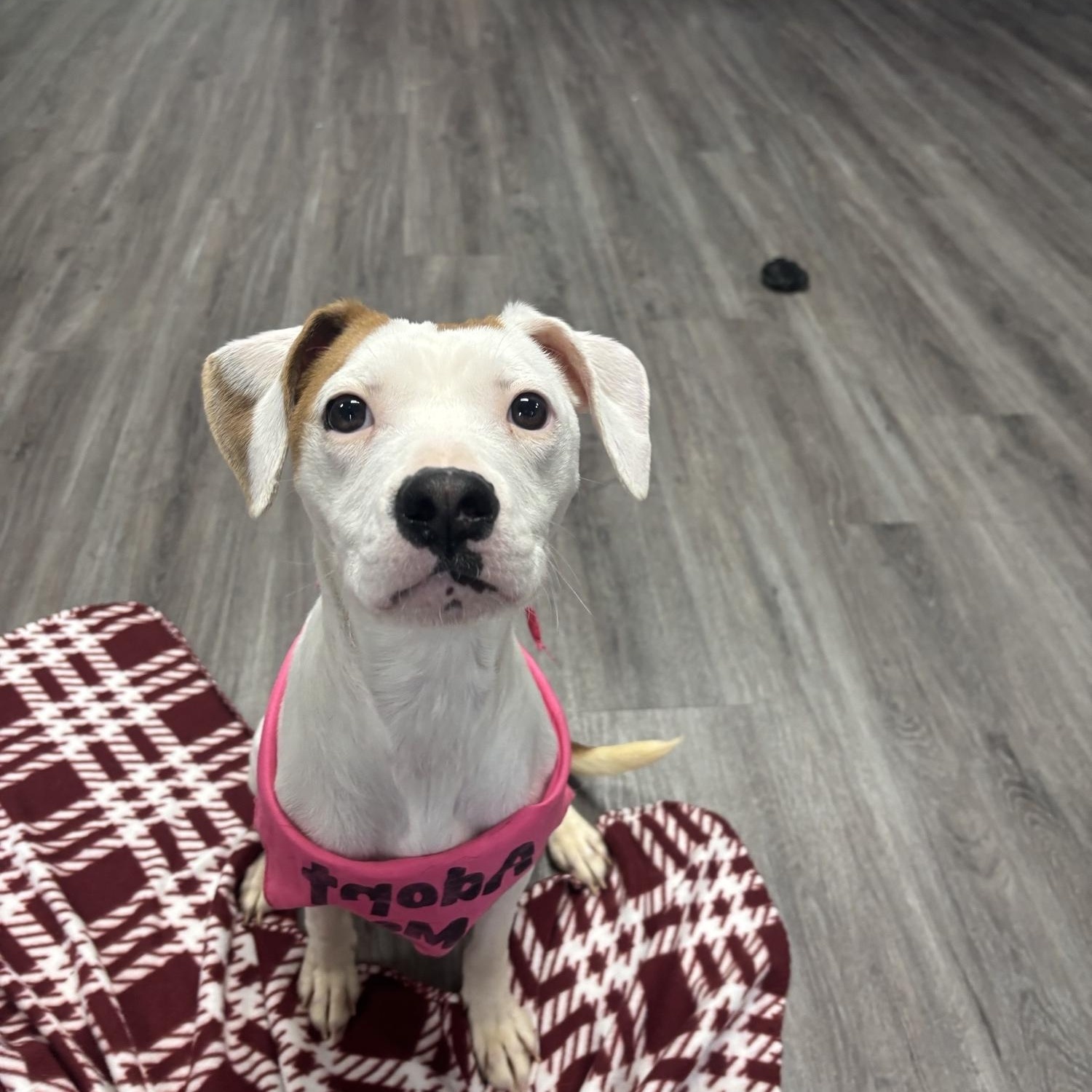 Molly, ADOPTABLE, Young Female Mixed Breed.