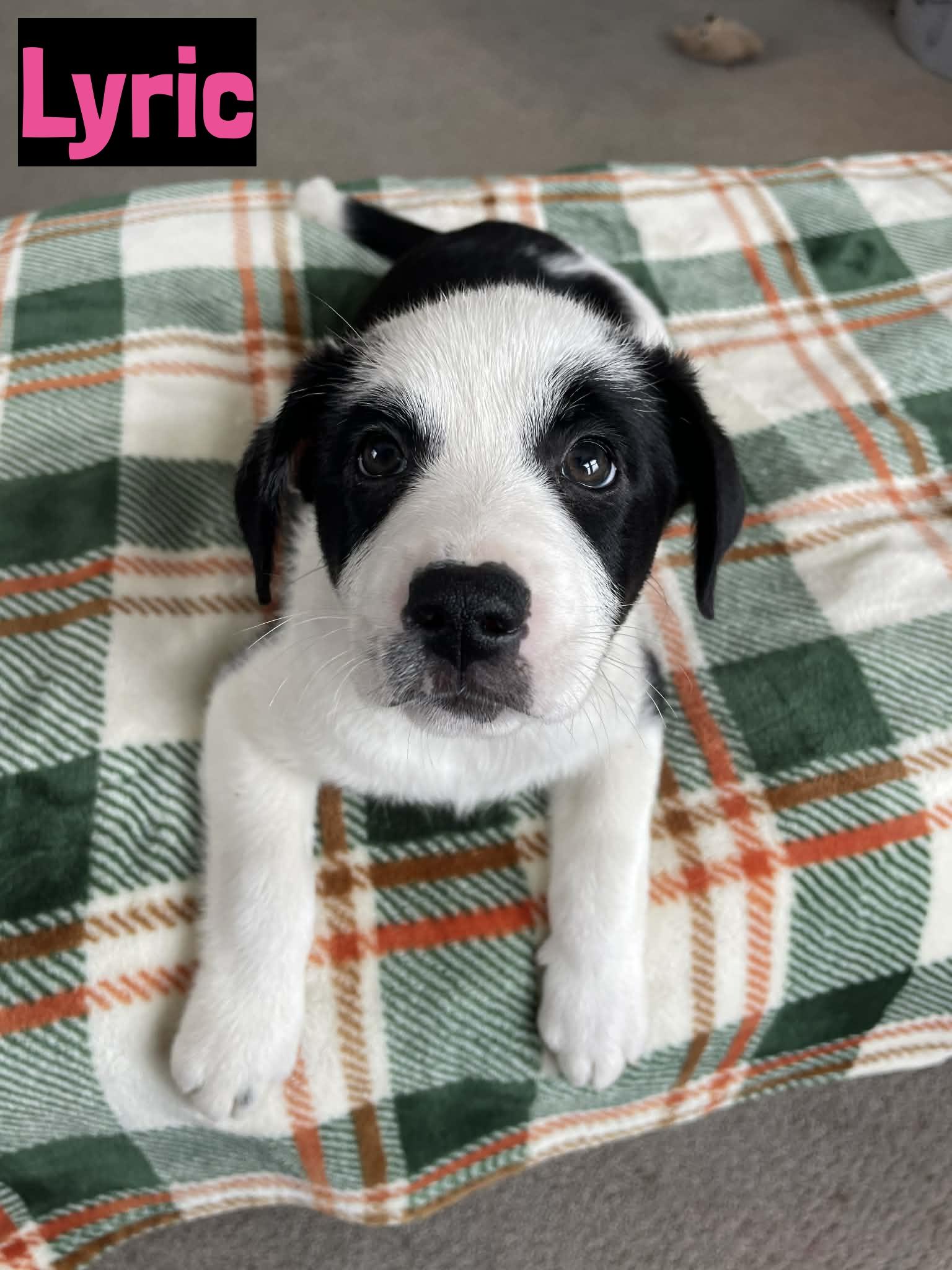 Enlarge Lyric, an adopted mixed breed in Grand Rapids, MI image 1/1