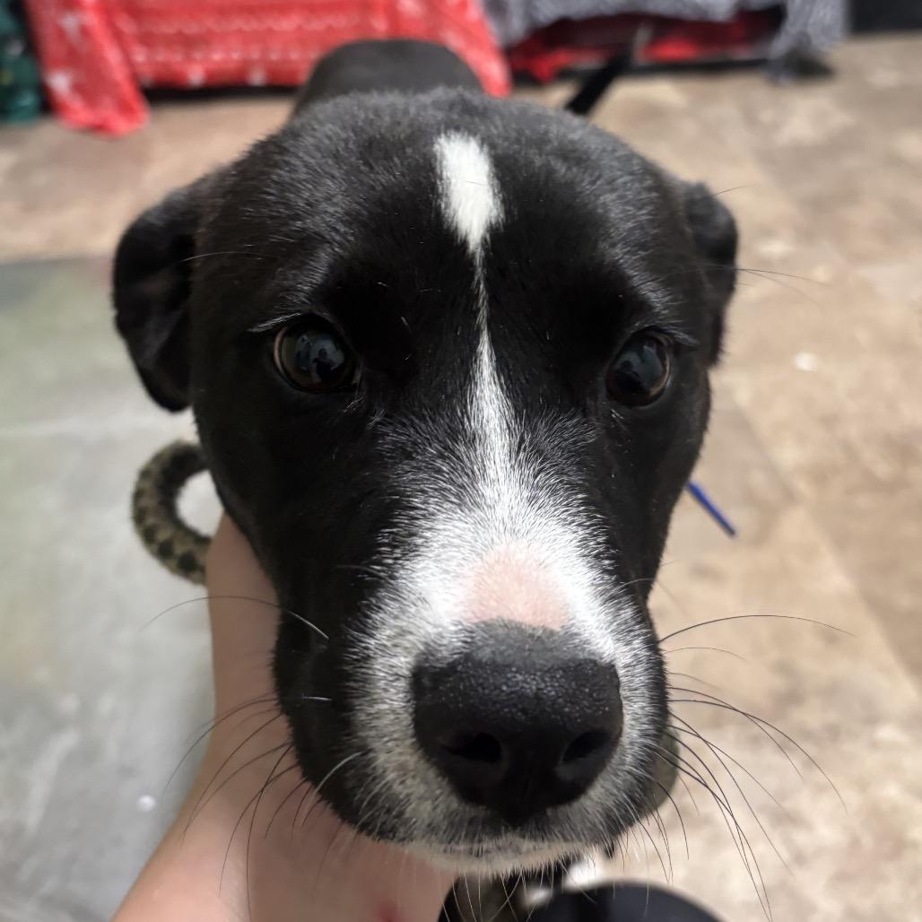 Enlarge Savanna, a Adoptable mixed breed in Floresville, TX image 1/6