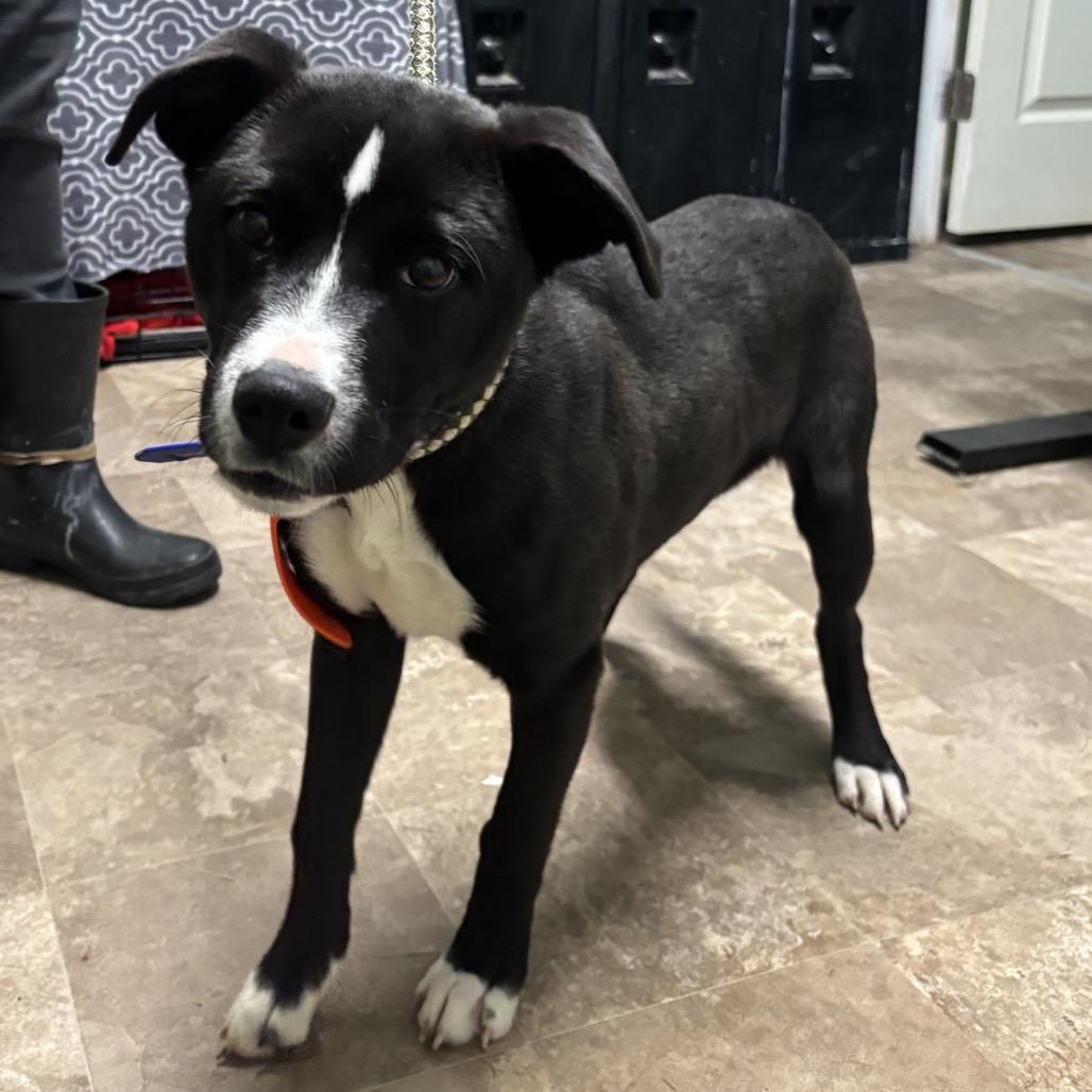 Enlarge Savanna, a Adoptable mixed breed in Floresville, TX image 2/6