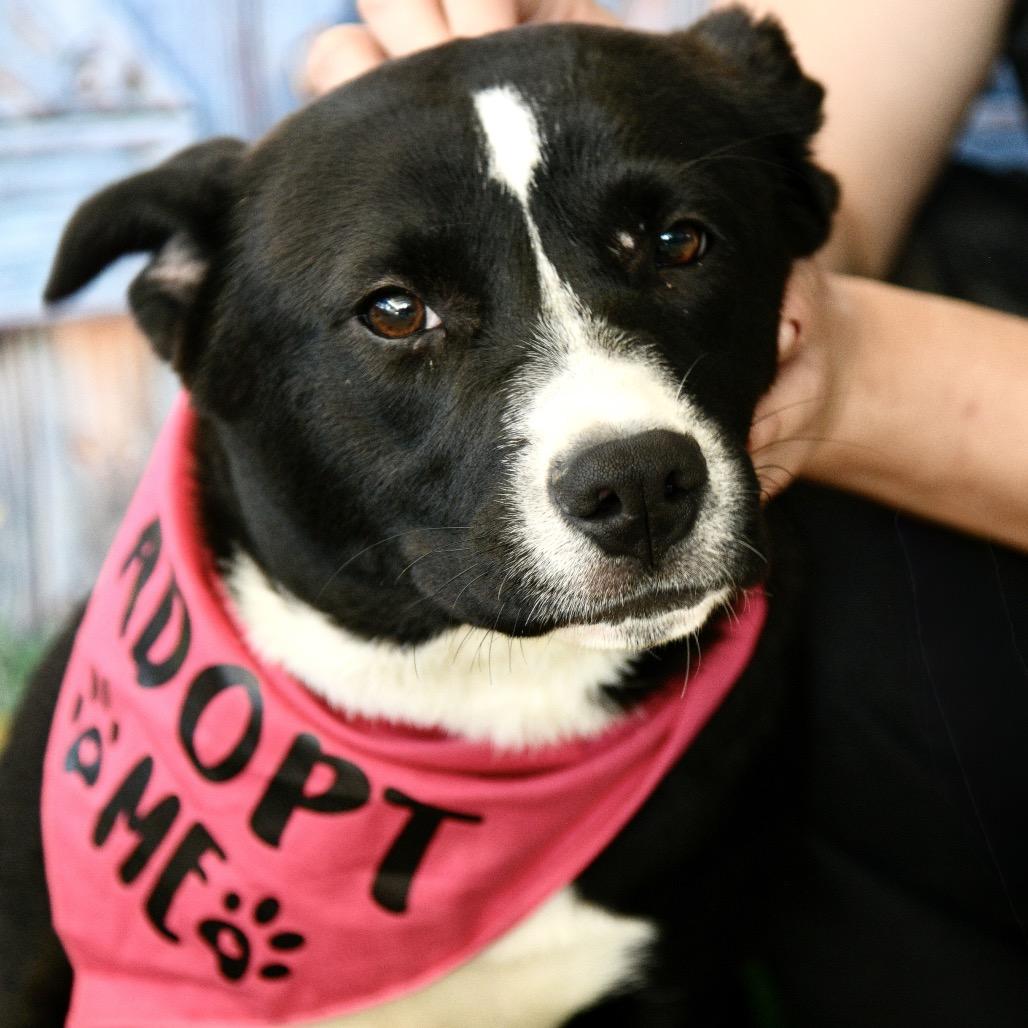 Enlarge Savanna, a Adoptable mixed breed in Floresville, TX image 3/6