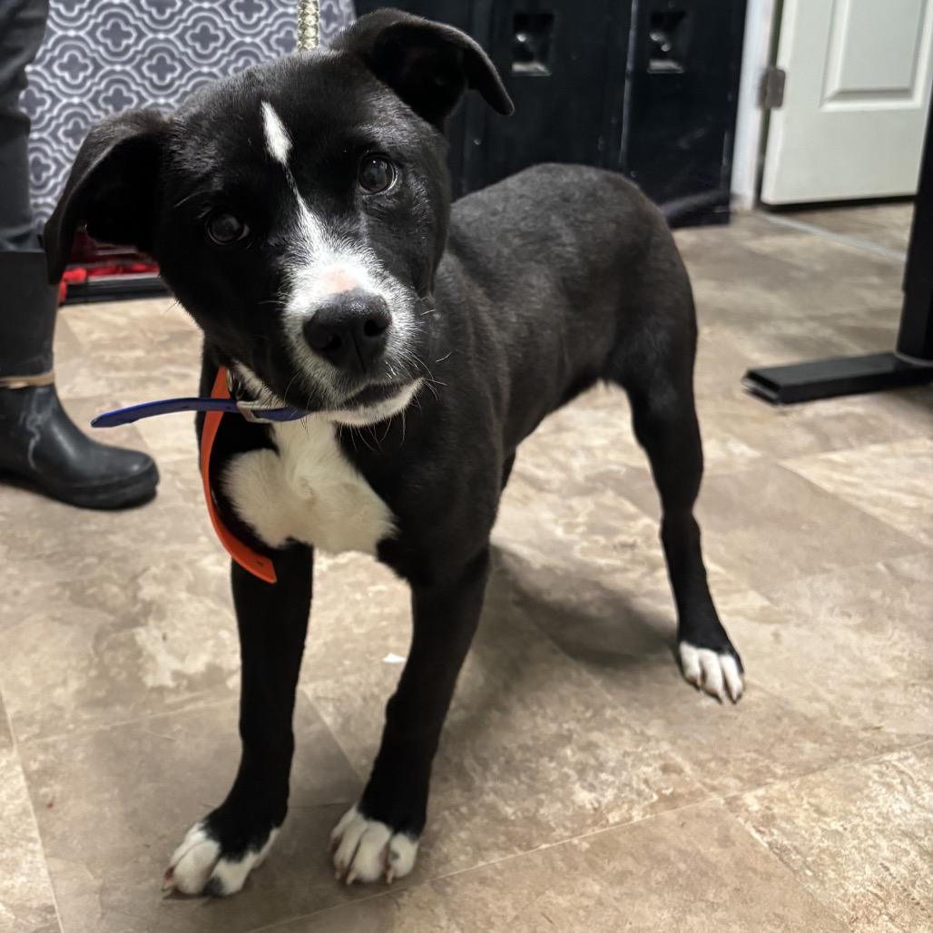 Enlarge Savanna, a Adoptable mixed breed in Floresville, TX image 4/6