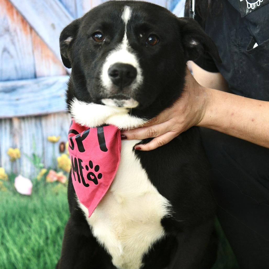 Enlarge Savanna, a Adoptable mixed breed in Floresville, TX image 5/6