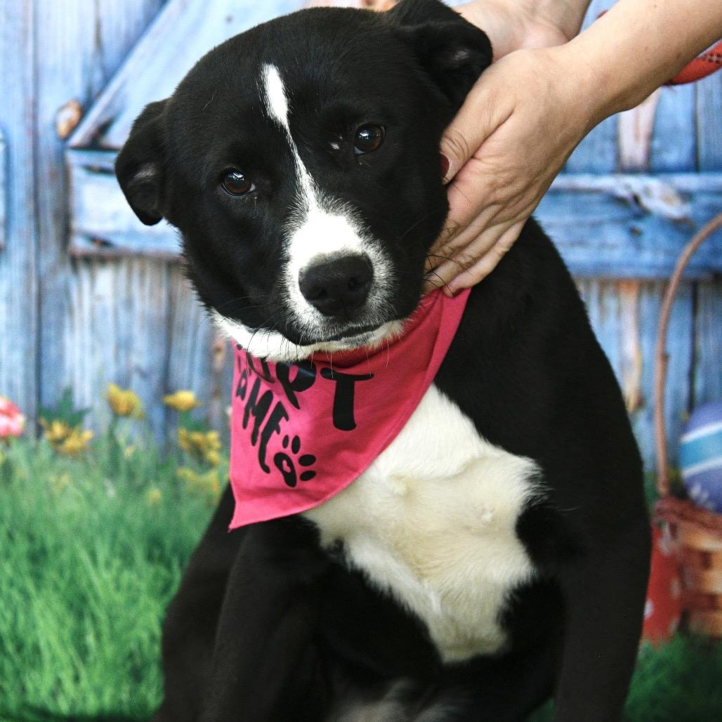 Enlarge Savanna, a Adoptable mixed breed in Floresville, TX image 6/6