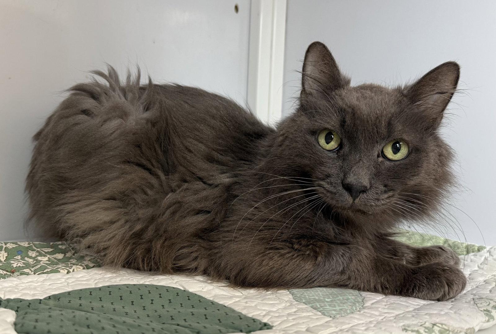 Pierce (Senior), Adoptable, Young Male Domestic Medium Hair.