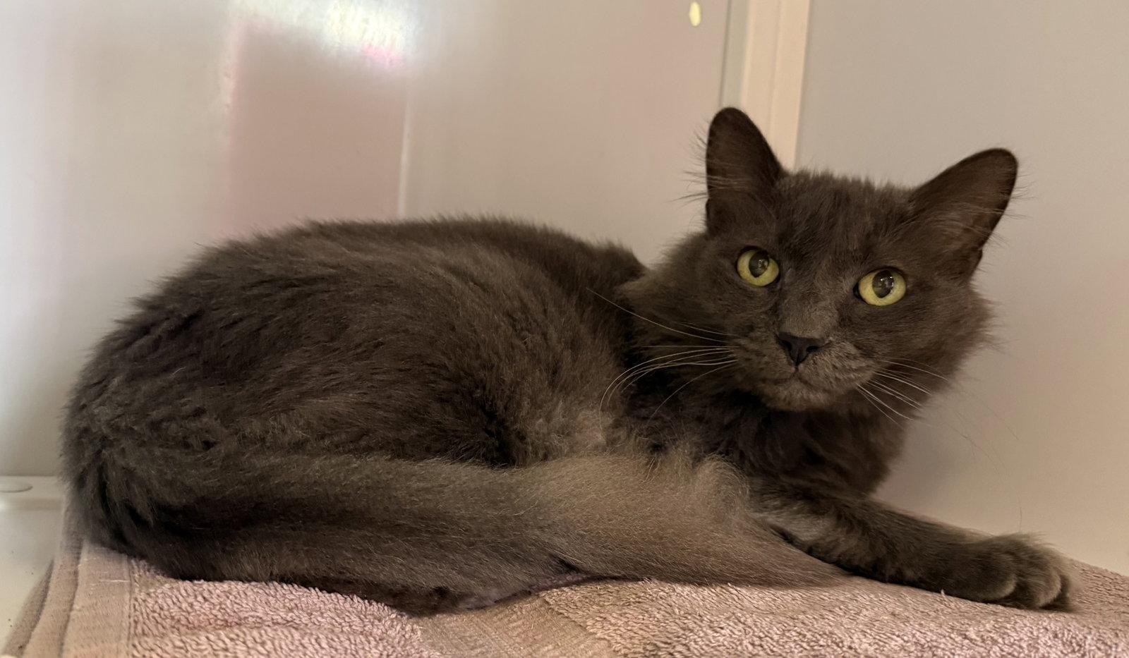 Enlarge Pierce (Senior), a Adoptable Domestic Medium Hair in Alexandria, VA image 2/3