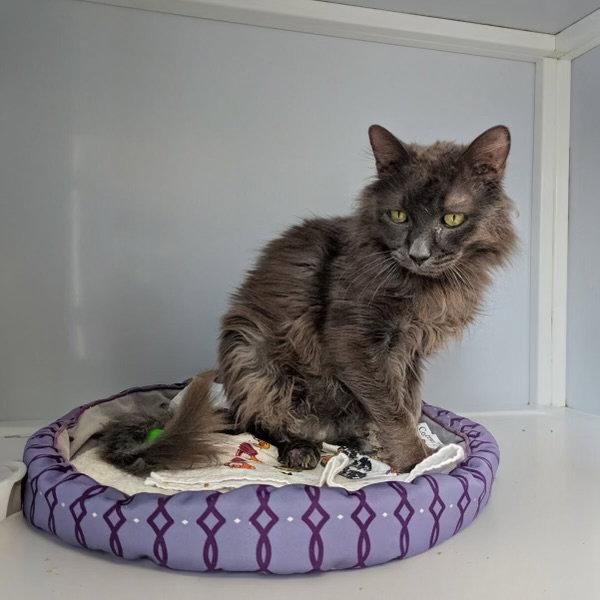 Enlarge Pierce (Senior), a Adoptable Domestic Medium Hair in Alexandria, VA image 3/3