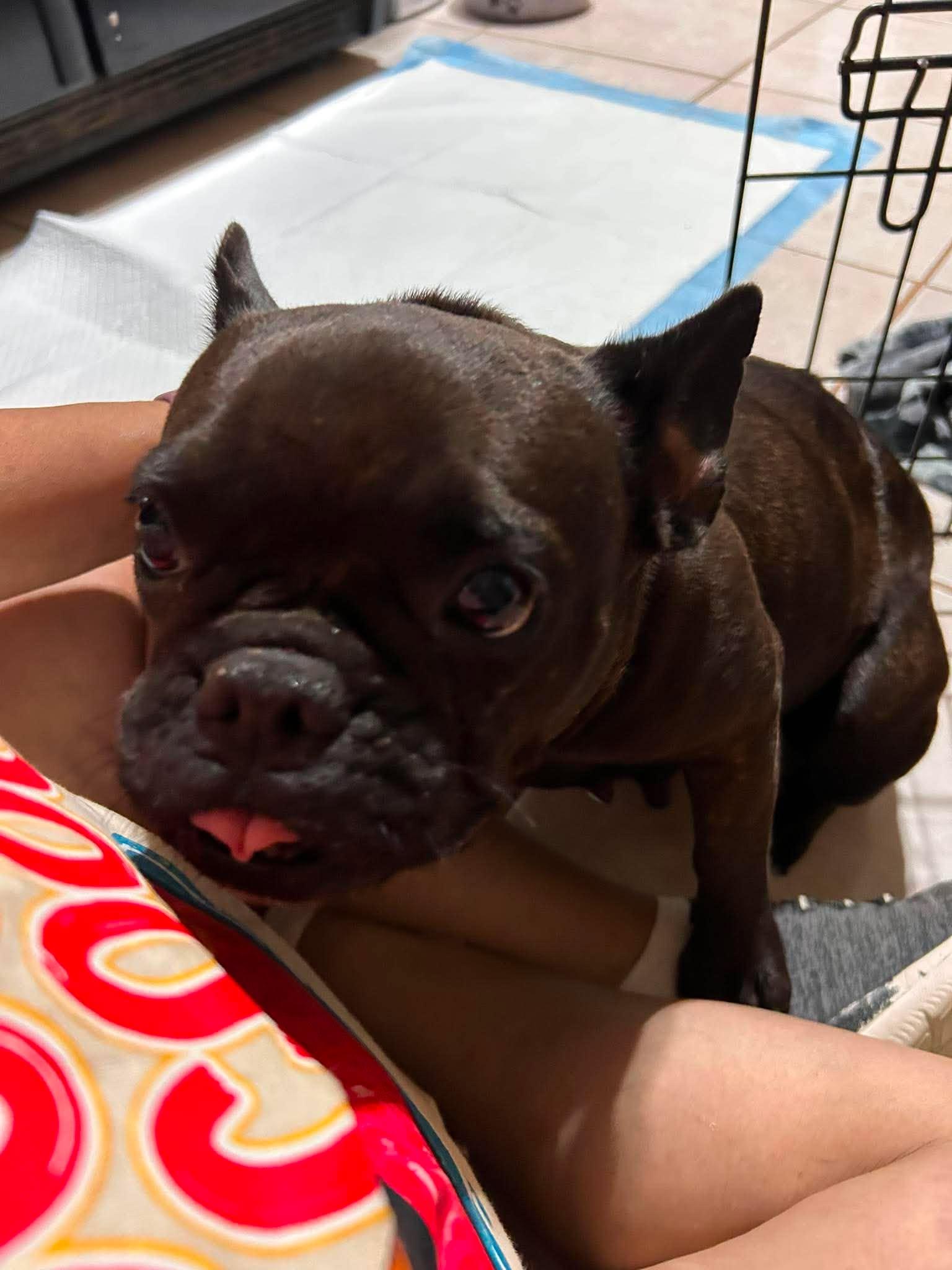 Enlarge Sugar Pie, a Adoptable French Bulldog in Arlee, MT image 1/6