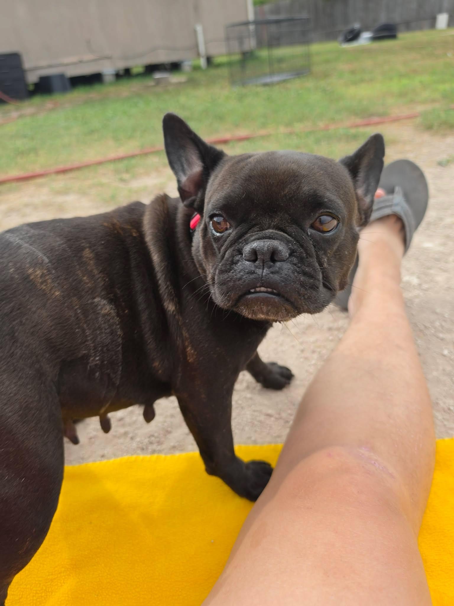Enlarge Sugar Pie, a Adoptable French Bulldog in Arlee, MT image 2/6