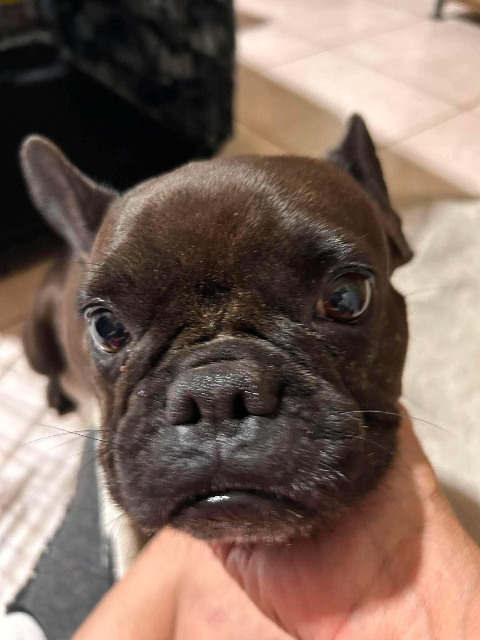 Enlarge Sugar Pie, a Adoptable French Bulldog in Arlee, MT image 3/6