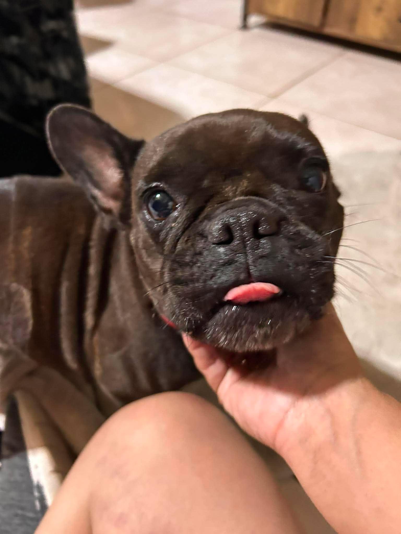 Enlarge Sugar Pie, a Adoptable French Bulldog in Arlee, MT image 4/6
