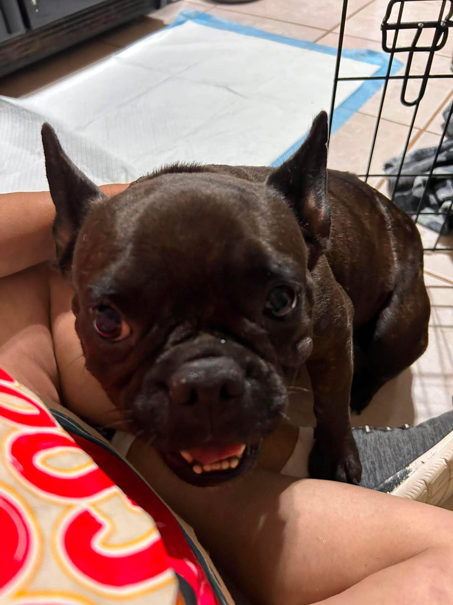 Enlarge Sugar Pie, a Adoptable French Bulldog in Arlee, MT image 5/6