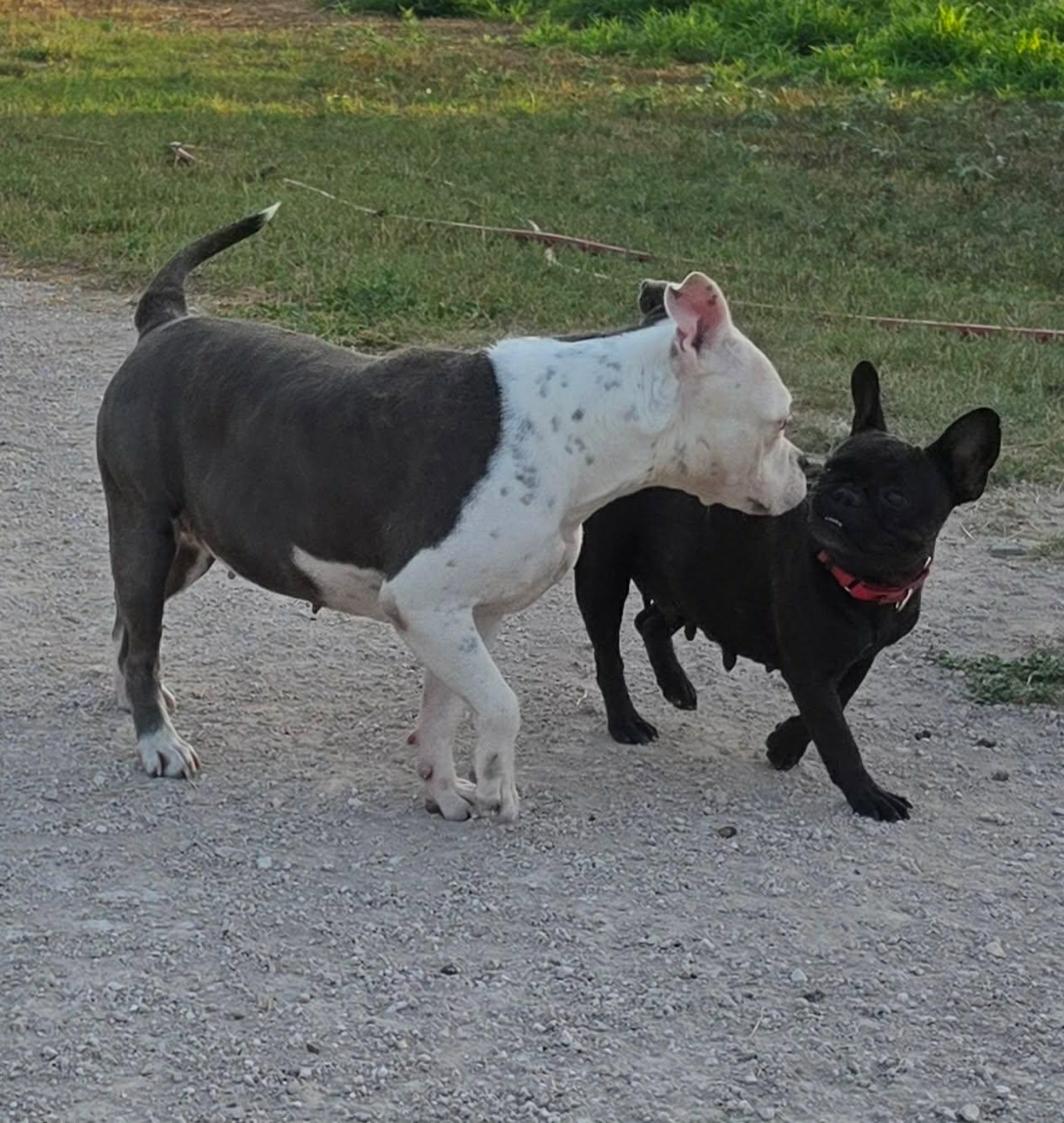 Enlarge Sugar Pie, a Adoptable French Bulldog in Arlee, MT image 6/6