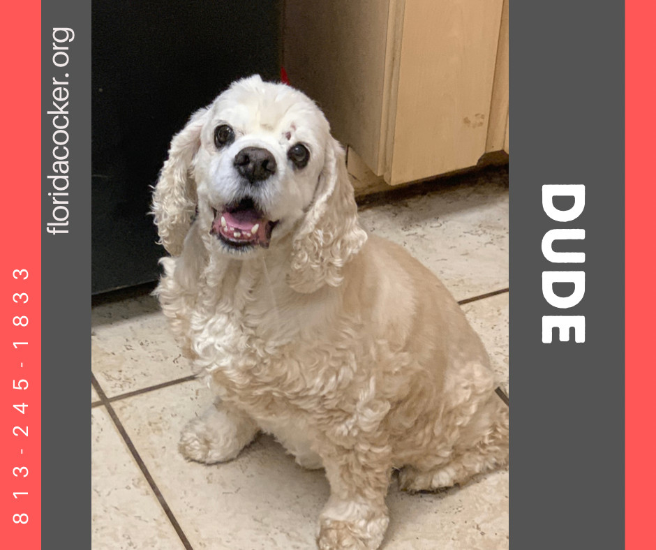 Dude, Adoptable, Adult Male Cocker Spaniel.