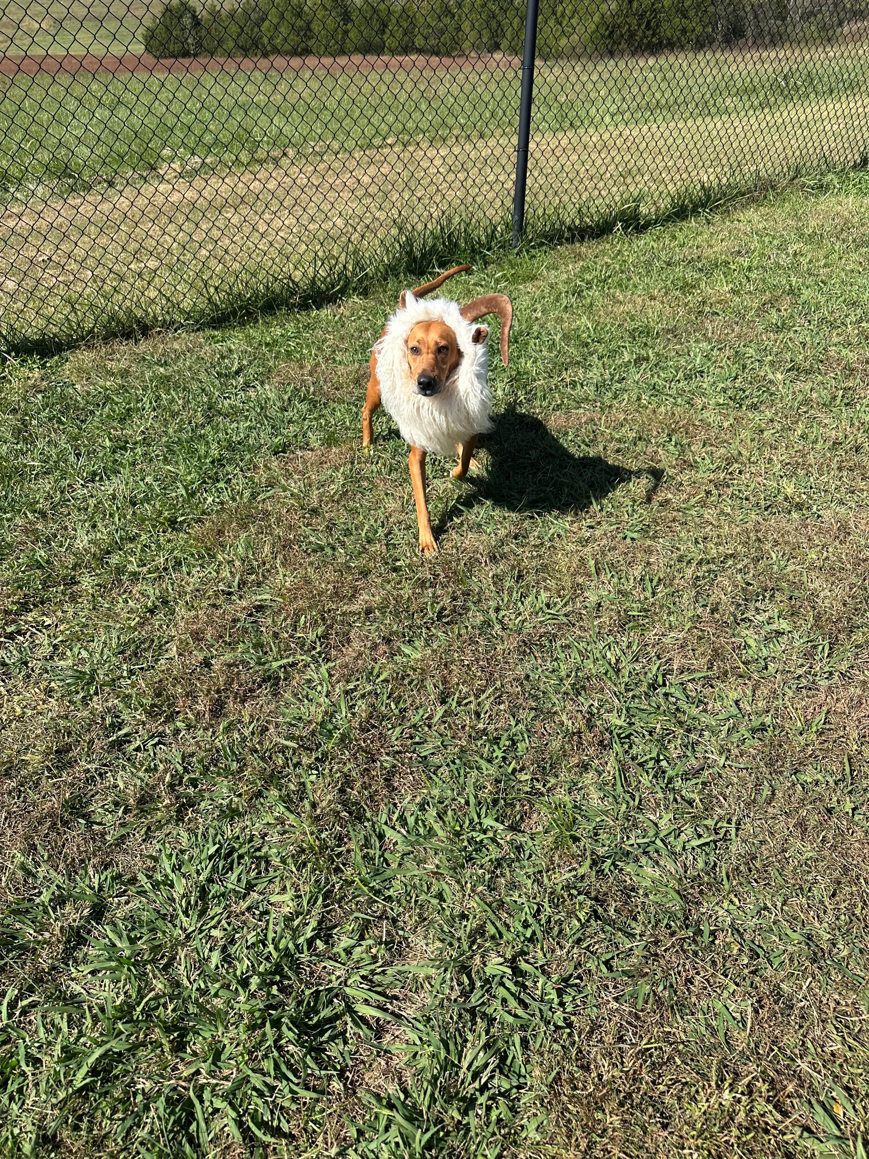 Little Ann, a Adoptable mixed breed in Lebanon, TN image 2/5