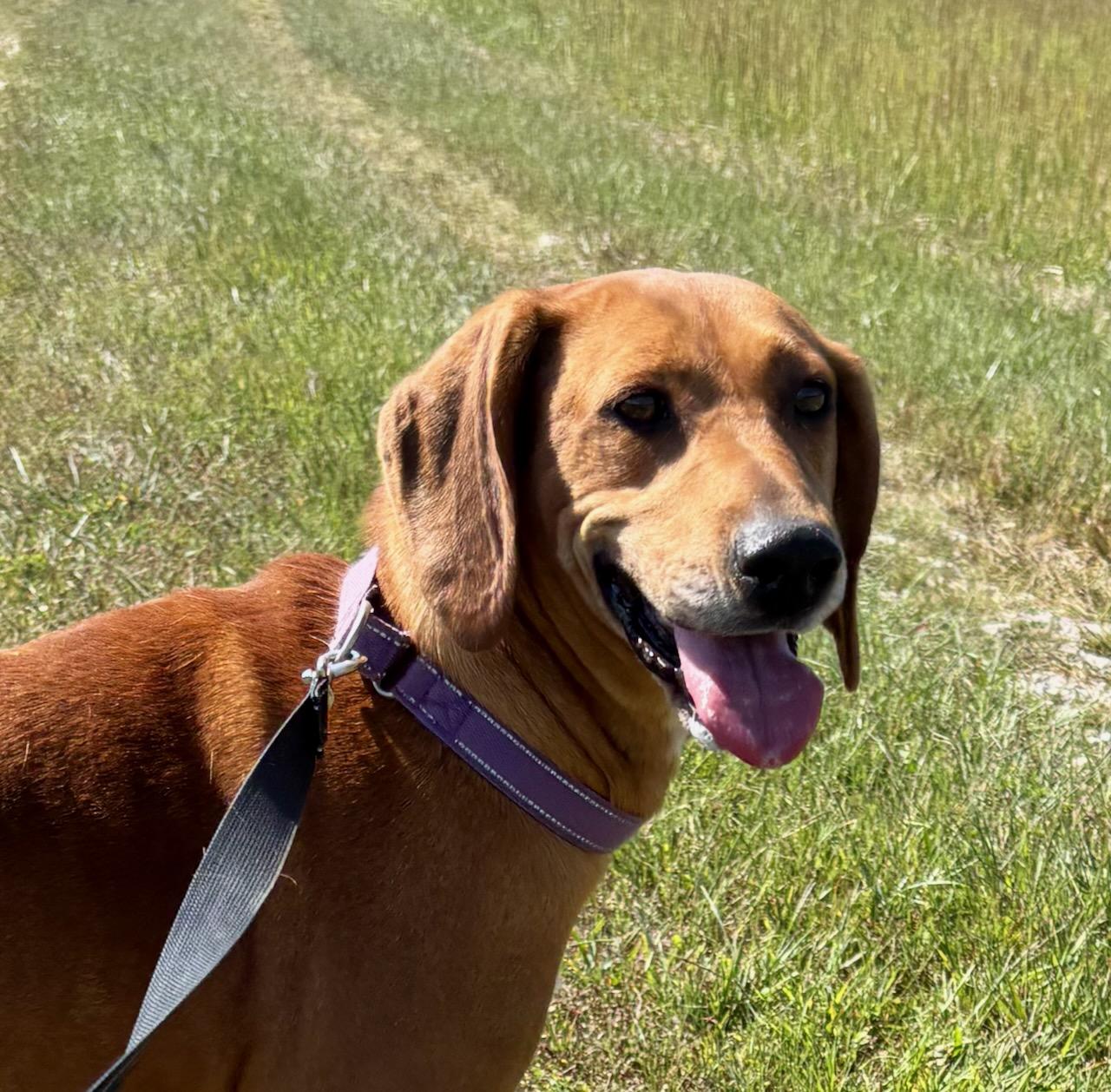 Little Ann, a Adoptable mixed breed in Lebanon, TN image 1/5