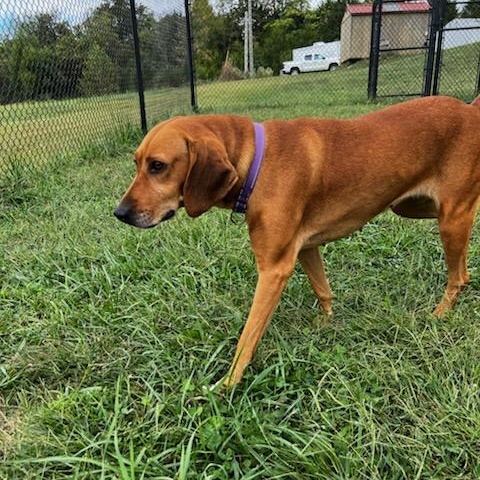 Little Ann, a Adoptable mixed breed in Lebanon, TN image 5/5