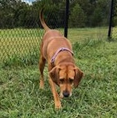 Little Ann, a Adoptable mixed breed in Lebanon, TN image 3/5