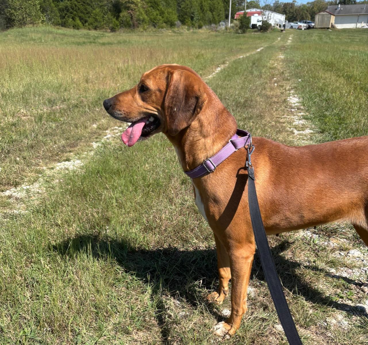 Little Ann, a Adoptable mixed breed in Lebanon, TN image 4/5
