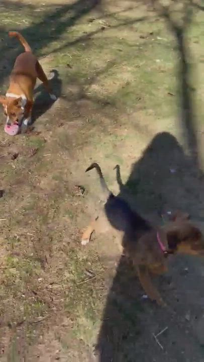 Enlarge Ben, a Adopted mixed breed in Sandwich, MA video 1/6