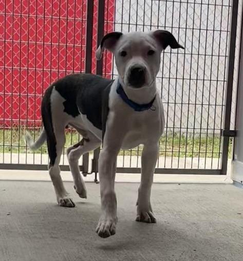 Enlarge Cameron, a Adoptable Mixed Breed in Angola, IN image 1/1