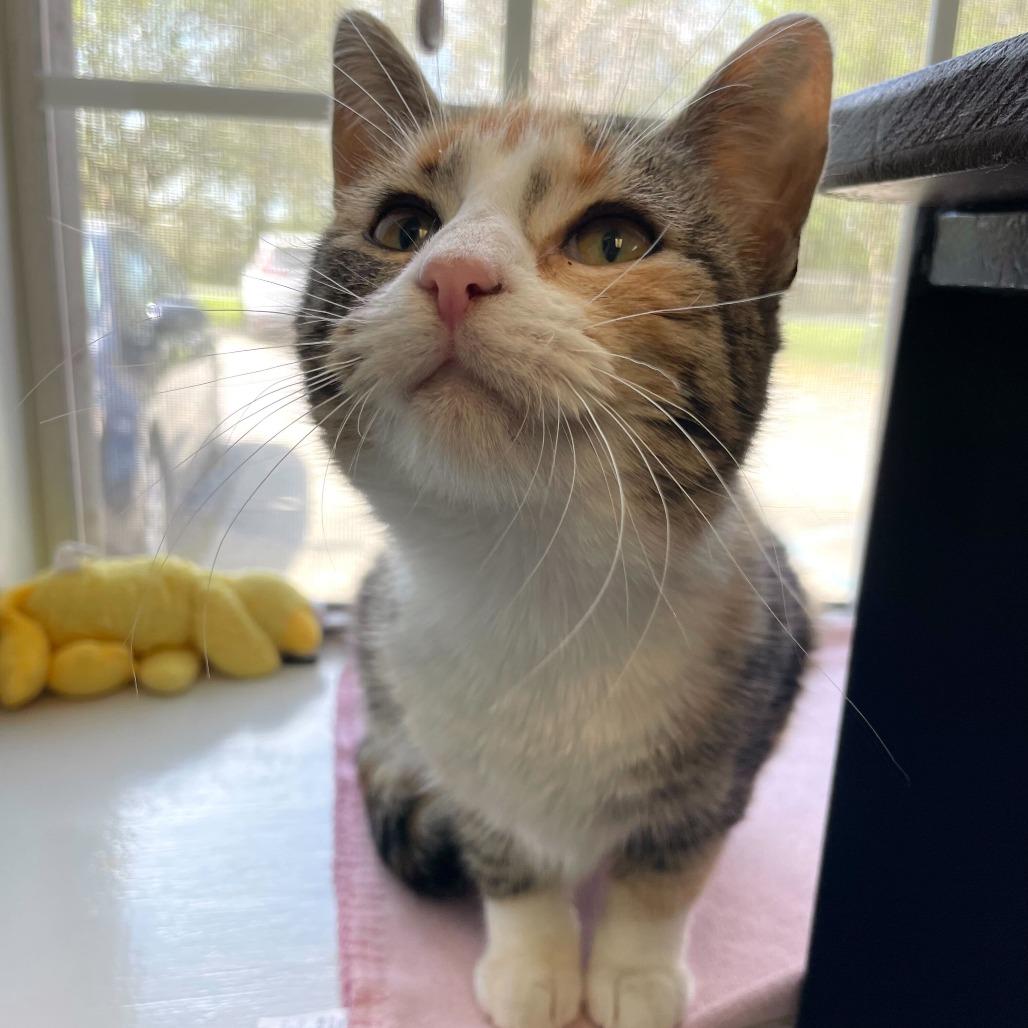 Perfect Stranger, Adoptable, Young Female Domestic Short Hair.