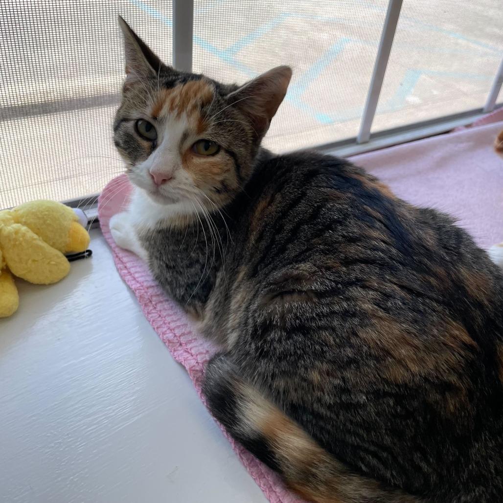 Enlarge Perfect Stranger, a Adoptable Domestic Short Hair in Carencro, LA image 2/3