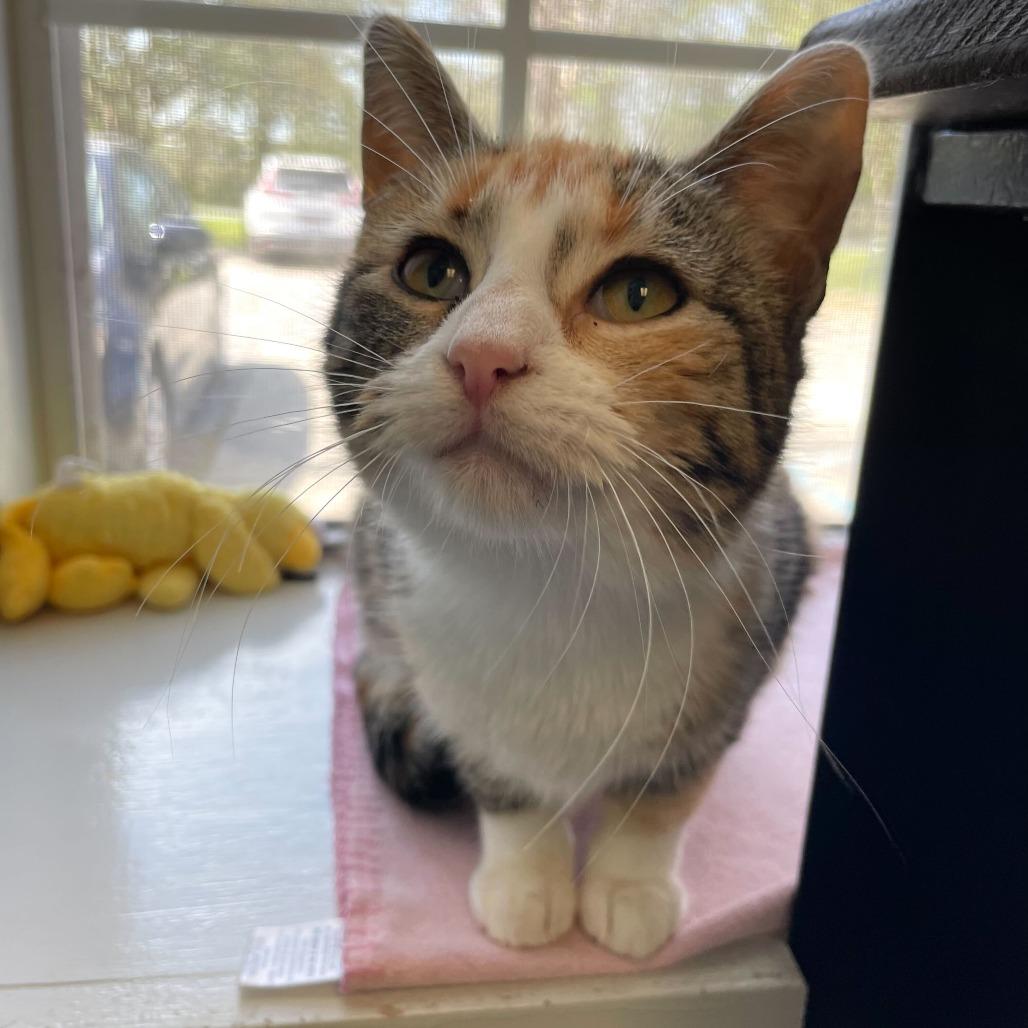Enlarge Perfect Stranger, a Adoptable Domestic Short Hair in Carencro, LA image 3/3