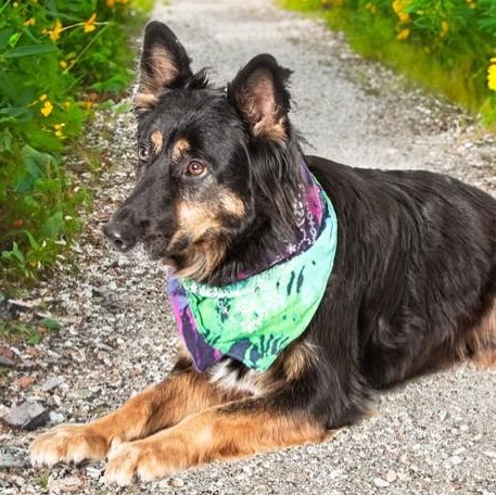 Ritas, a Adoptable mixed breed in San Andreas, CA image 4/4