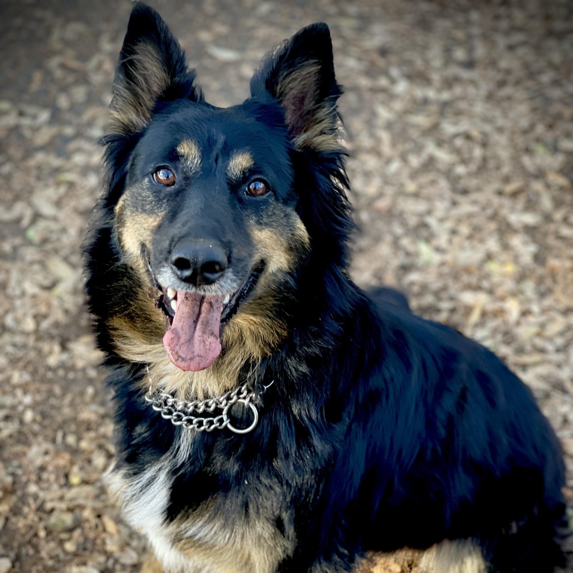 Ritas, a Adoptable mixed breed in San Andreas, CA image 3/4