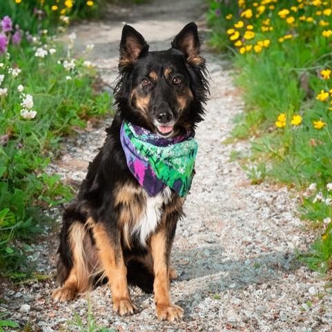 Ritas, Adoptable, Adult Female German Shepherd Dog.