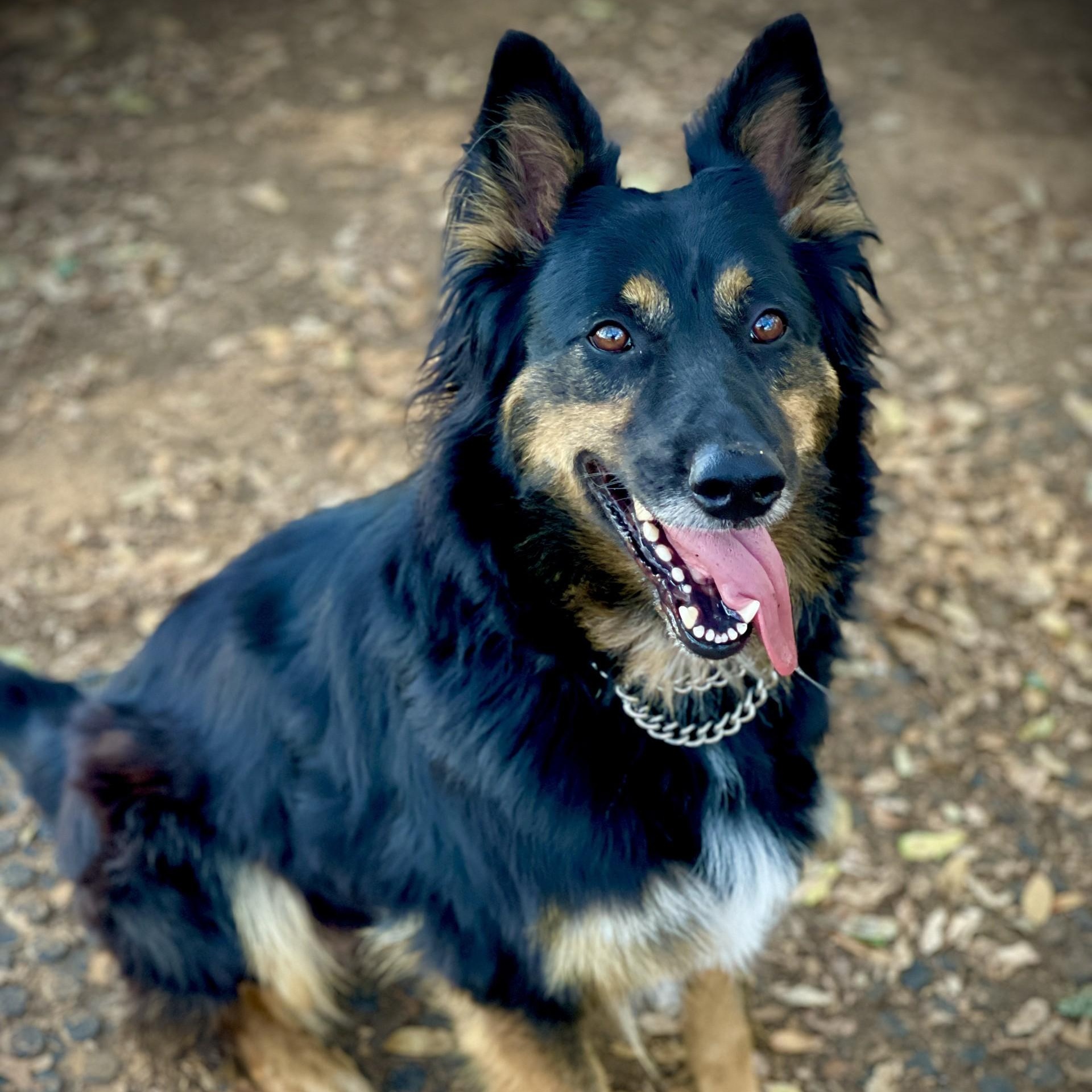 Ritas, a Adoptable mixed breed in San Andreas, CA image 2/4