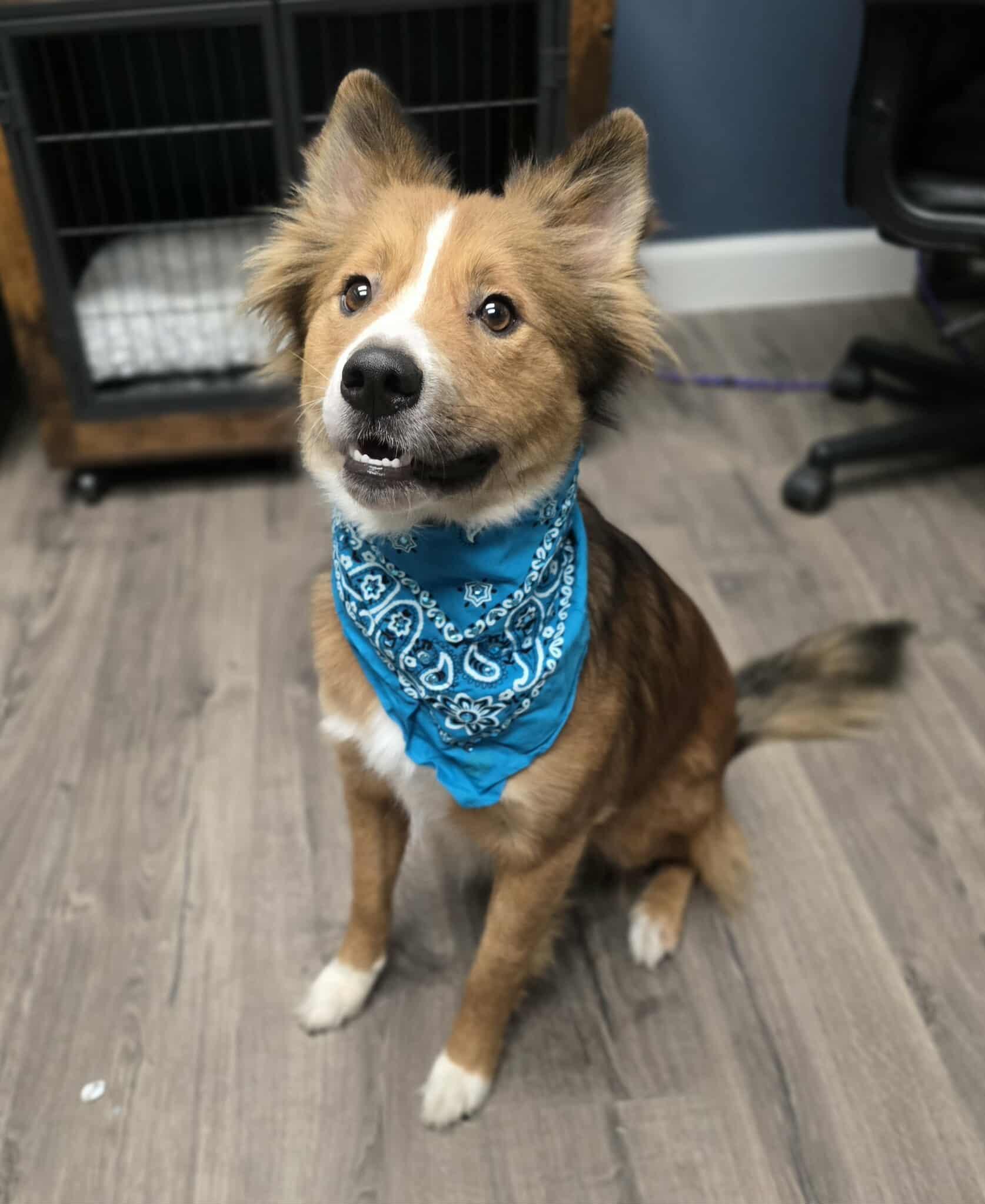 Enlarge Zorro, an adoptable mixed breed in Fort Collins, CO image 4/5